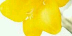 MucchiiOh's profile banner image
