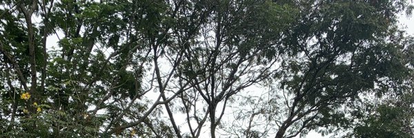 K_jmimaro Profile Banner