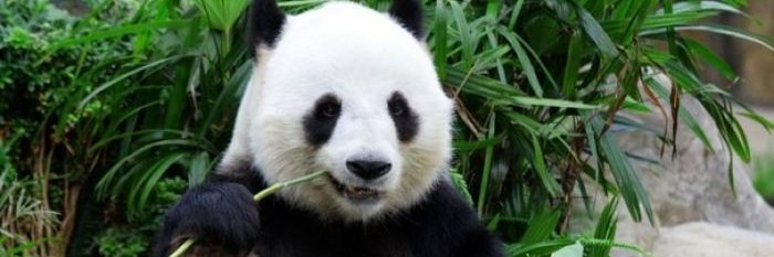 Pandavfx | @VFXMTR ’ fan boy | banner