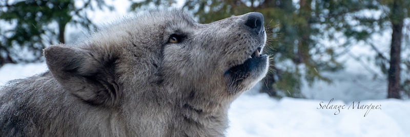 Solange Marquez banner