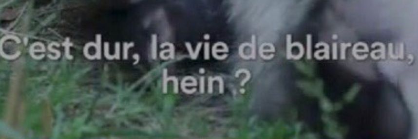 _LaFelice's profile banner image