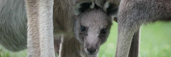 VicKangaroos Profile Banner