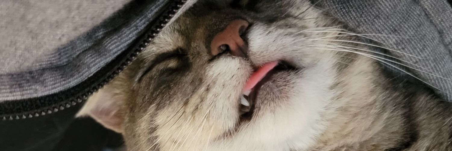 Pelm's profile banner image