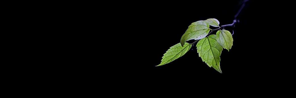 Naveed Nawaz banner