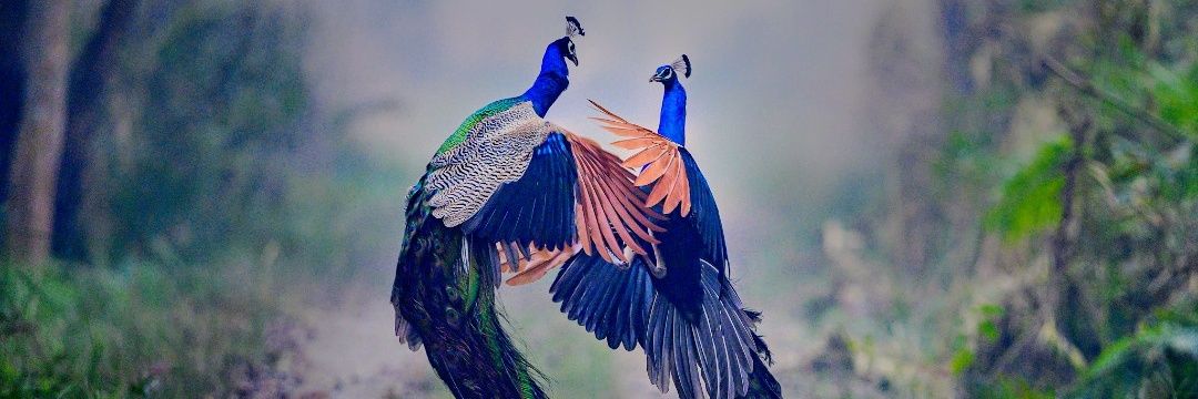 Rahul92399's profile banner image
