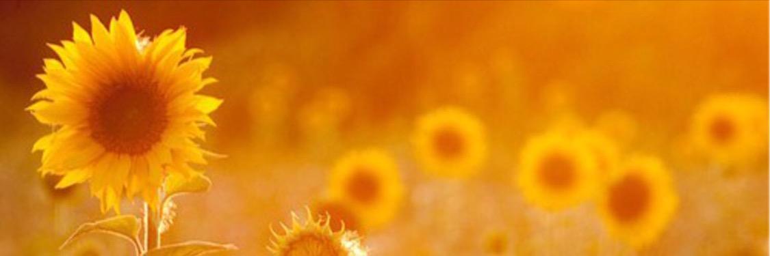 shelbbby15's profile banner image