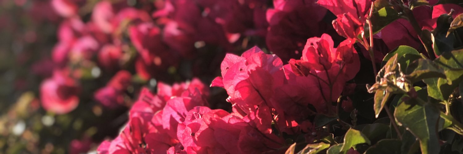 CSU Channel Islands banner