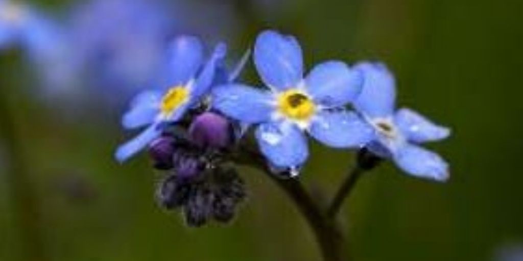 Annyllinha's profile banner image