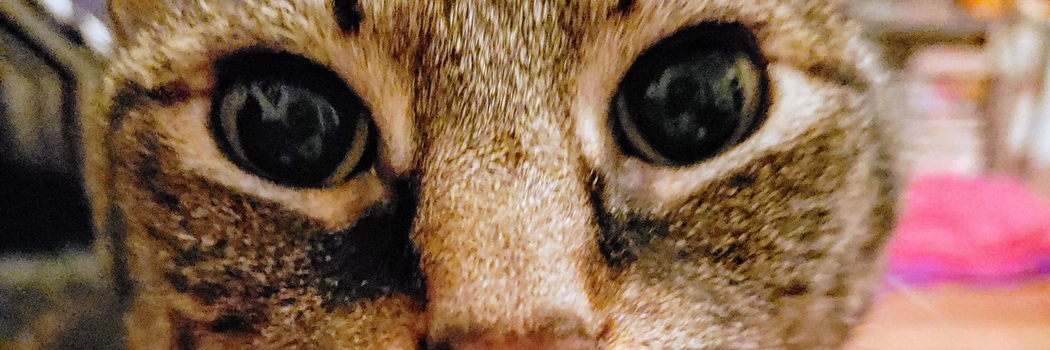 MyrnaDuarte's profile banner image