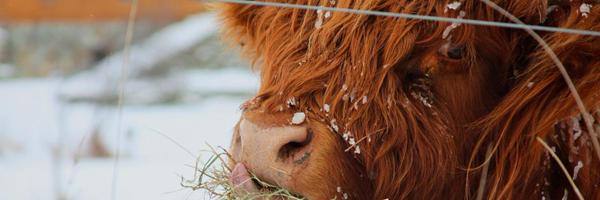 DrBunsen Profile Banner