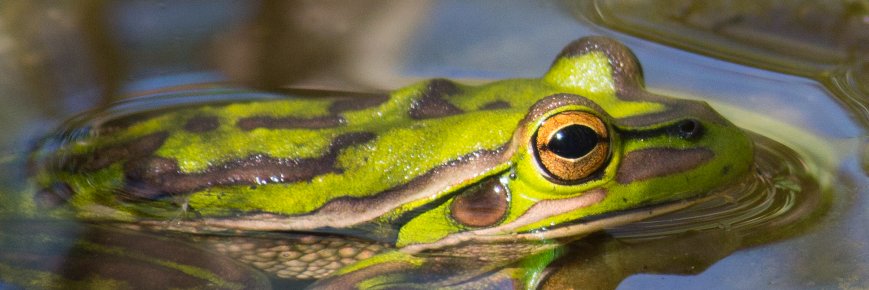 adrienne pearce banner