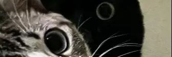 i_love_shrimp banner