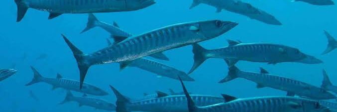 barracuda_el's profile banner image