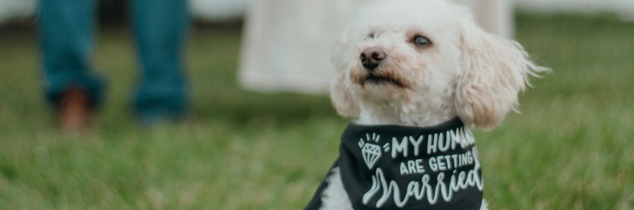 Ɖαиιɛℓℓɛ Ƙαяя banner