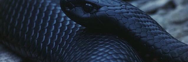 FernItsaranon's profile banner image