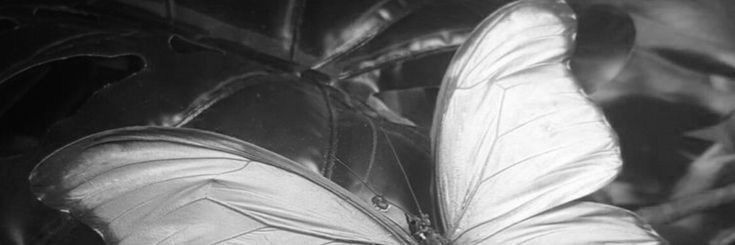 Tjok, Garwita banner