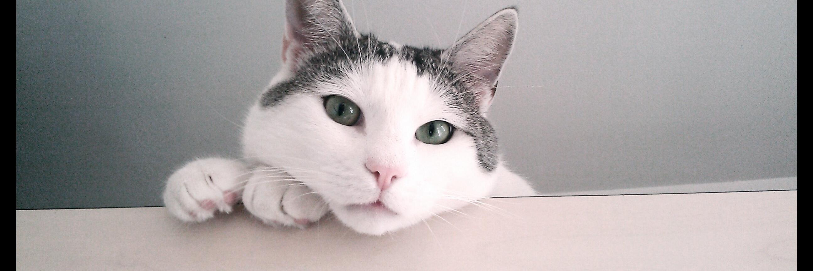 Inese Polaka 🇱🇻❤️🇺🇦 banner