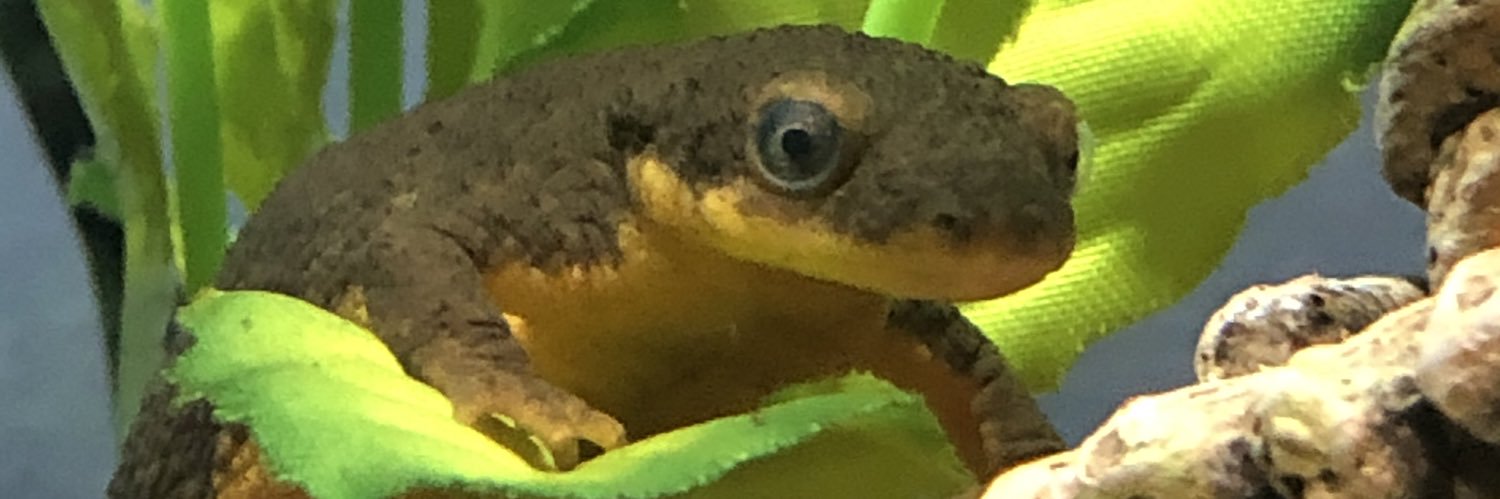 magaronie's profile banner image