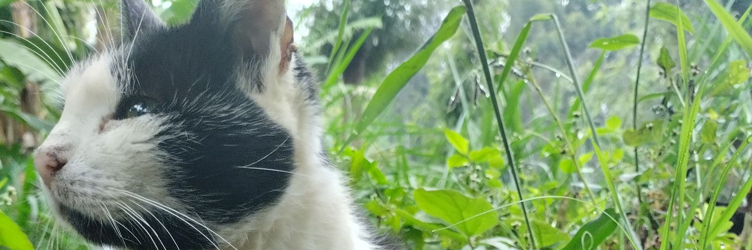 KabariaMorris's profile banner image