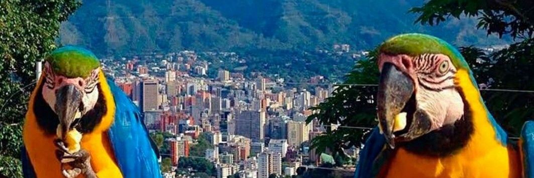 Yehalvarez's profile banner image