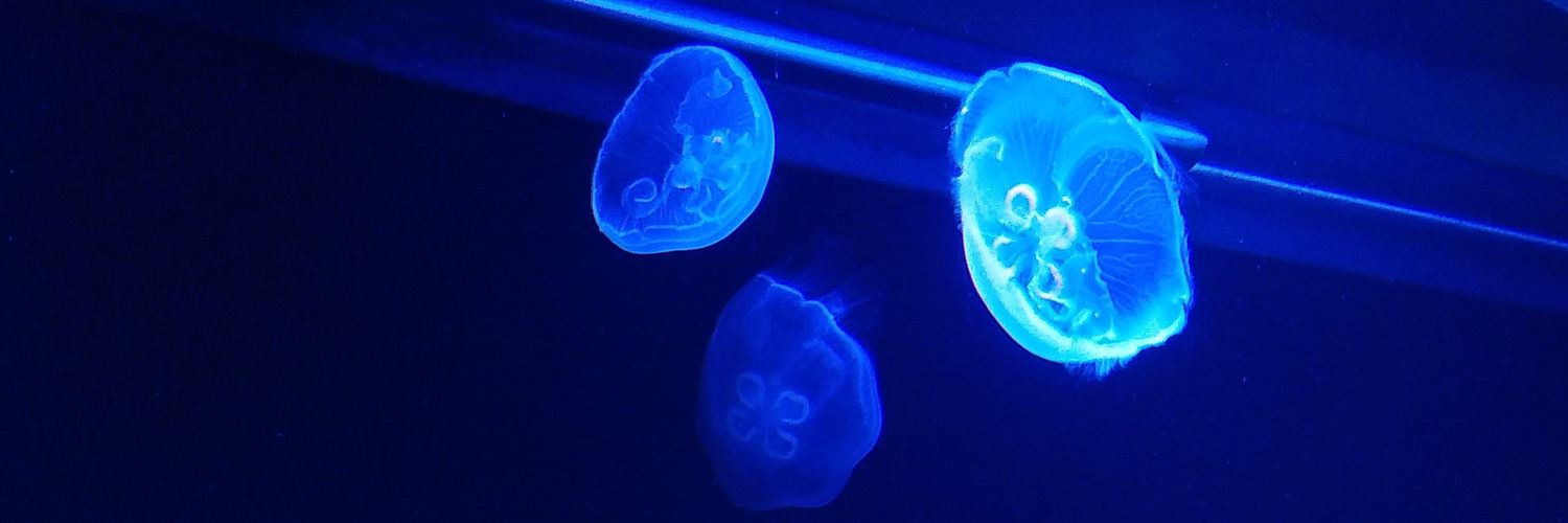 South　cloud banner