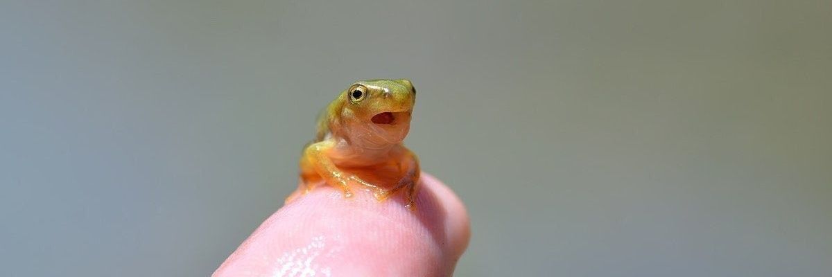 figgons's profile banner image
