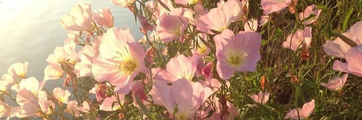 🍀 banner
