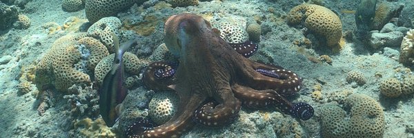 OctoEduardo Profile Banner