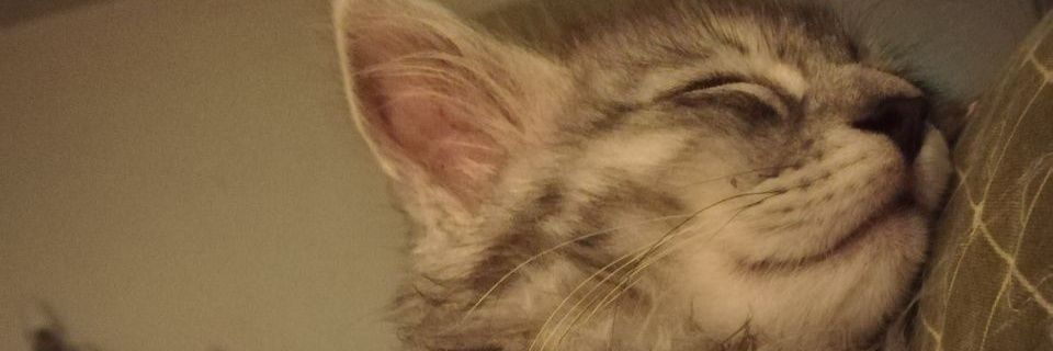 igiochef's profile banner image