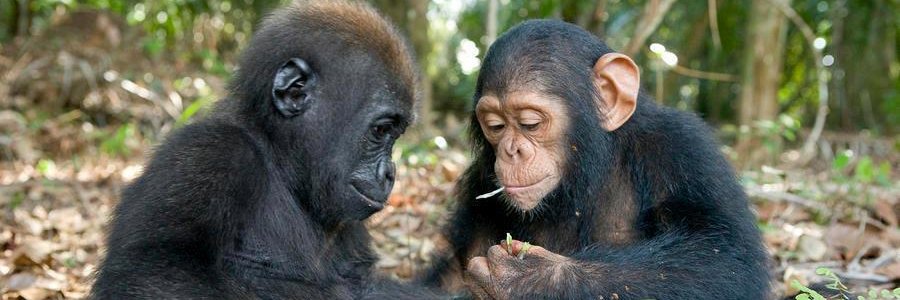 ET Builder e/acc 👷‍♂️ banner