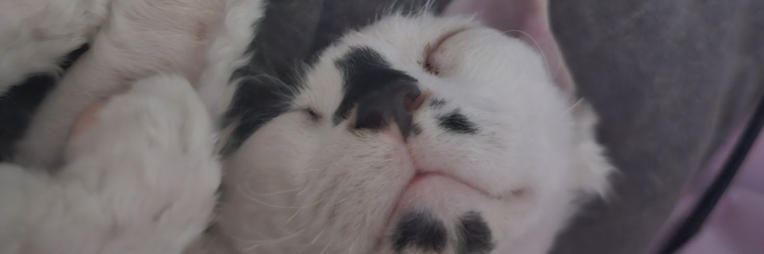 ybtweetz's profile banner image