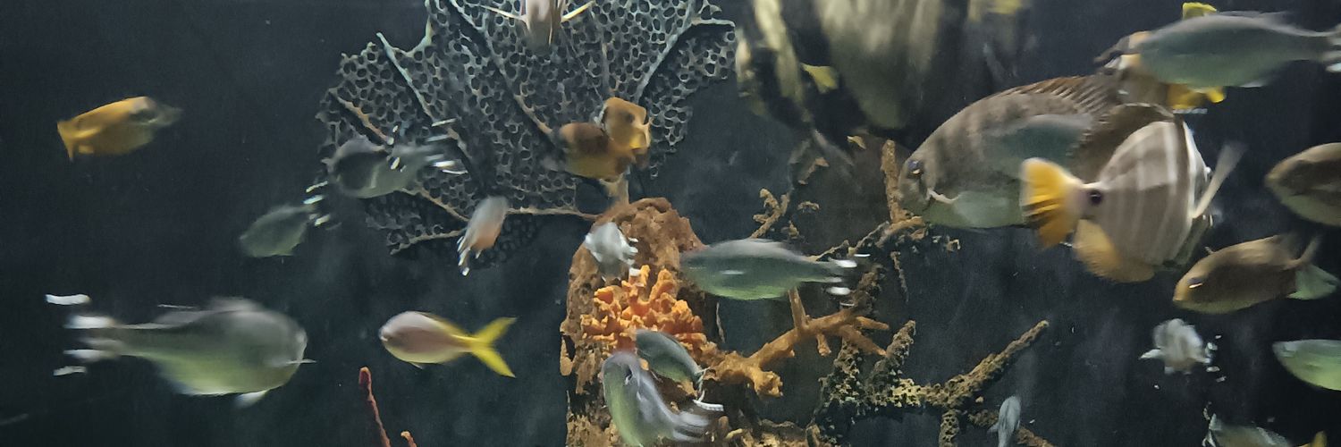 El Pol Golfo de Beijing 🇵🇸 banner