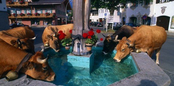 BROCK RICCI 🇺🇸🇮🇹🇸🇯🇸🇪🇮🇪🗽🇺🇸🗣 banner