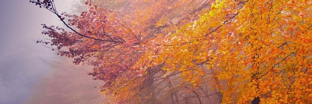 Litvinov Andrei banner