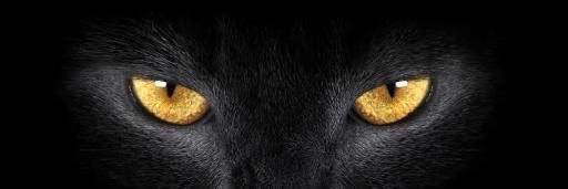 Coyotoey's profile banner image