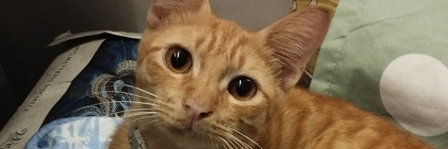 benice10y's profile banner image