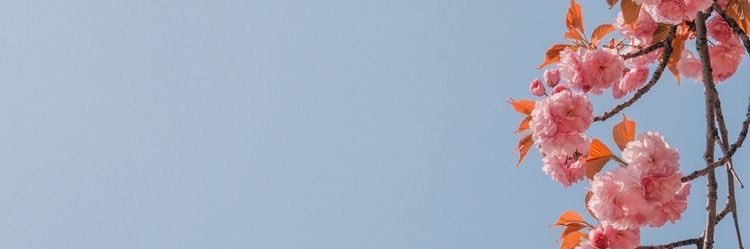 natsusbux's profile banner image