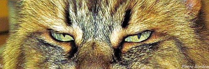 PierreCamblanes's profile banner image
