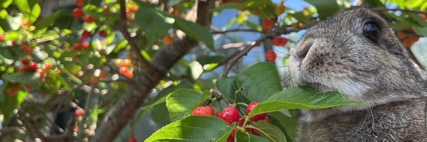 reitengame Profile Banner