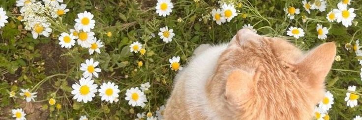 LikaRey_'s profile banner image
