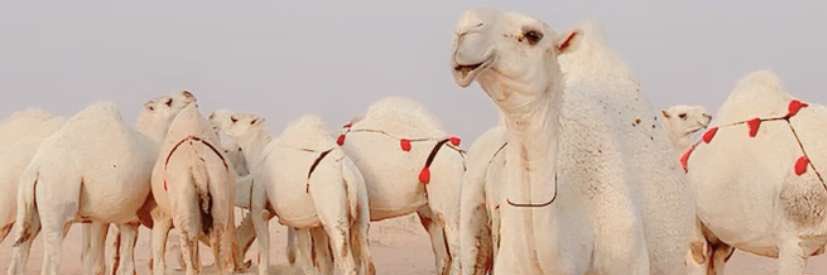 محسن الشيباني 🎼 banner