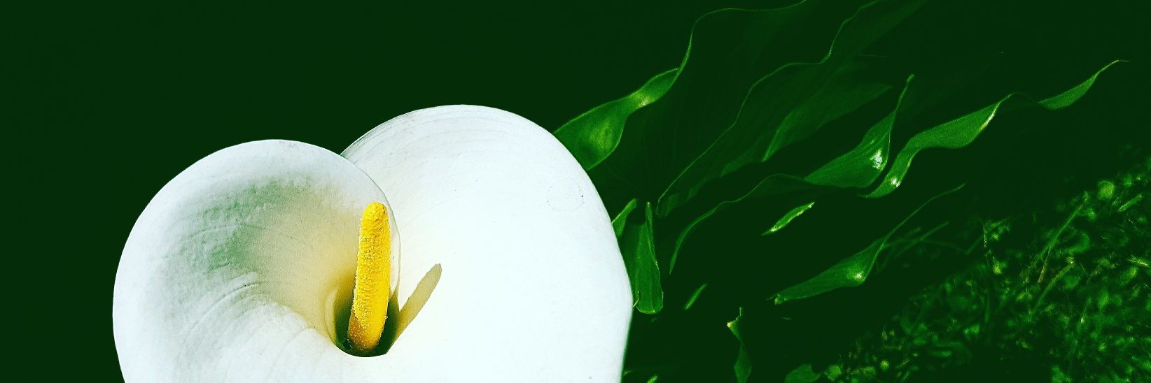 CandeRose's profile banner image