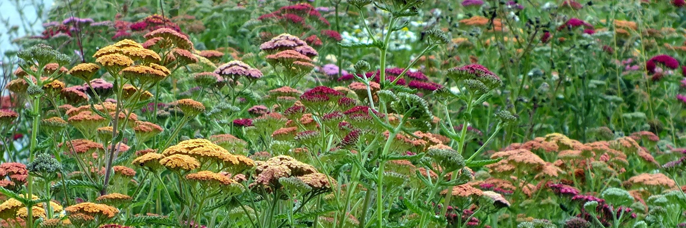 Cel Robertson banner