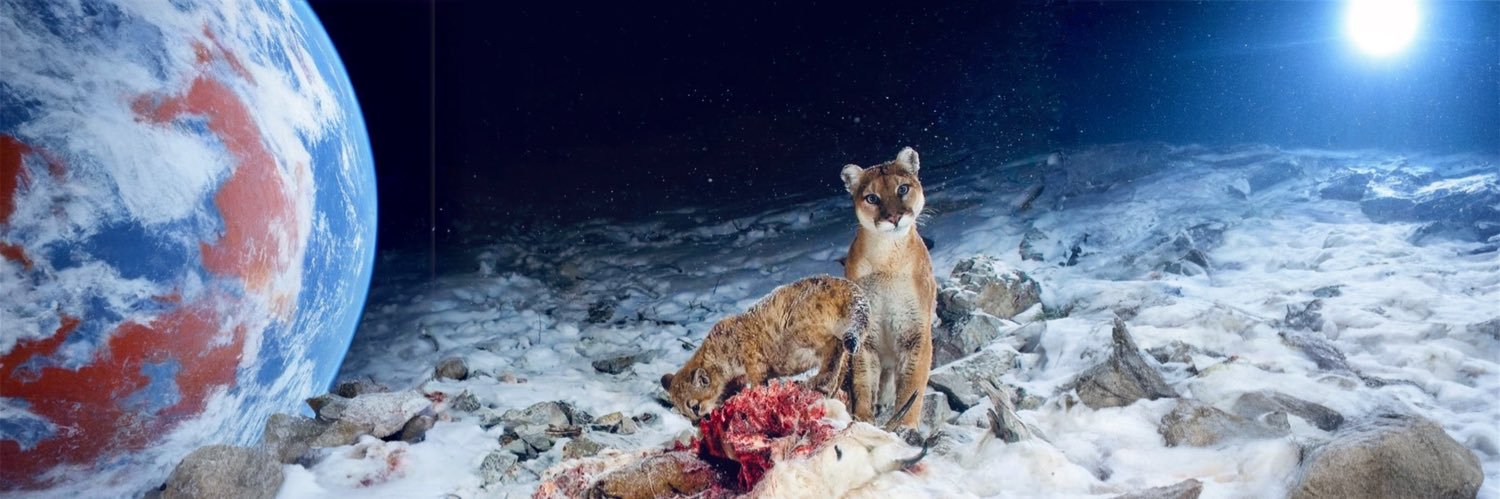 🌸🛸 ✧ 𝓃ℯ𝓁𝒾ˣᵒ banner