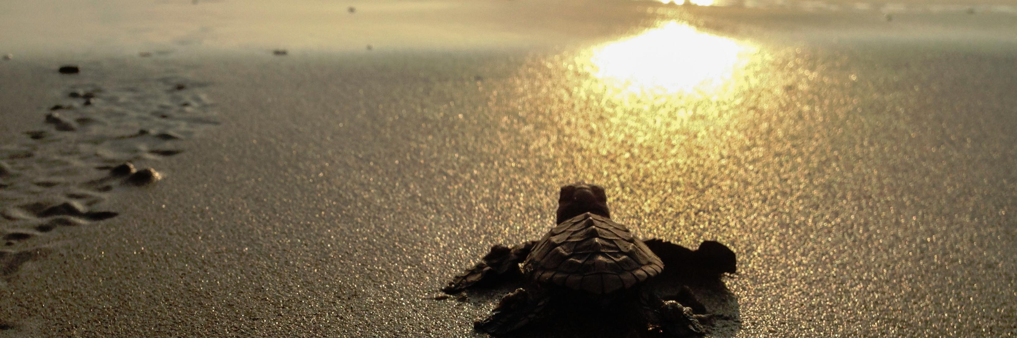 markestrella's profile banner image