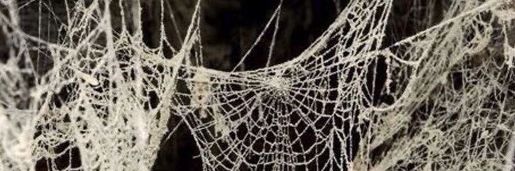 Courtney🕸🕷 banner