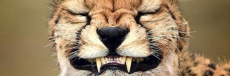 drjackals's profile banner image