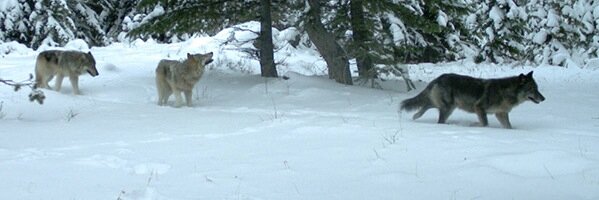 rick_lamplugh's profile banner image