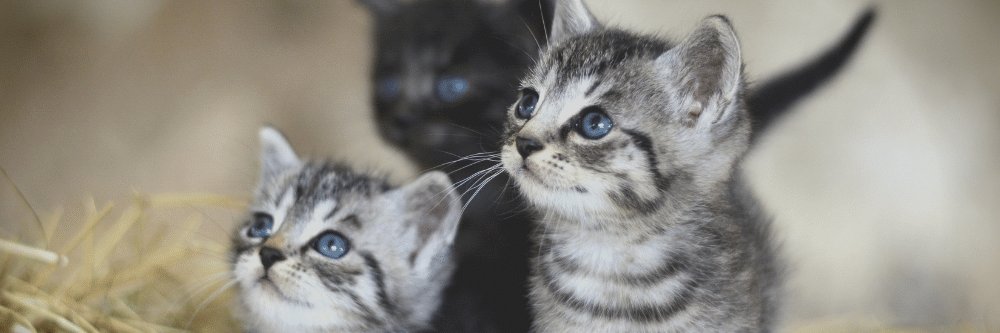 twintigers111's profile banner image
