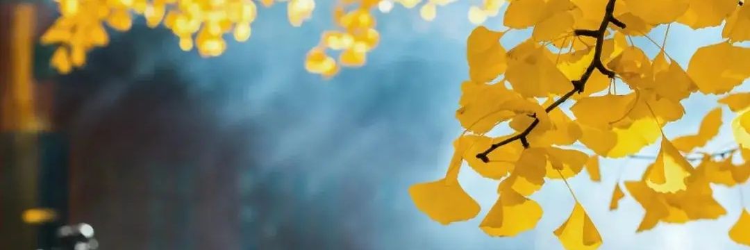 9懿 banner